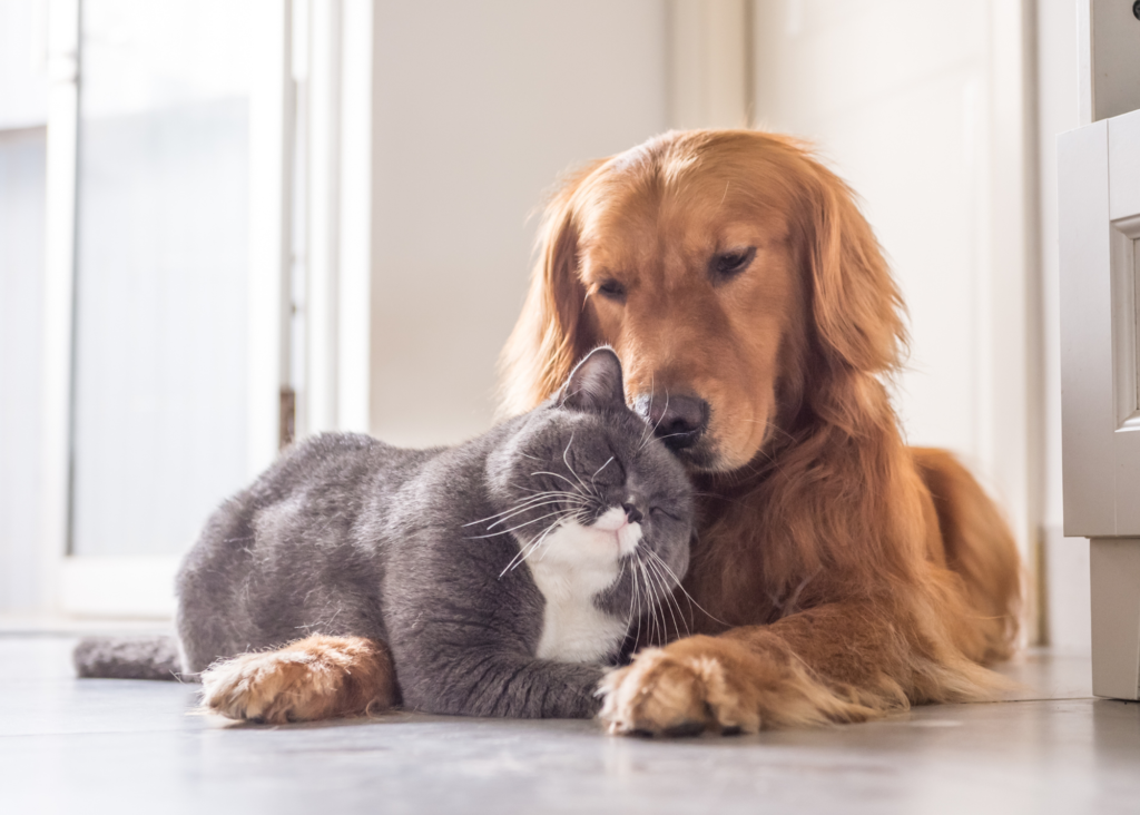The Rise of Pet Custody Issues Tips for Resolving Disputes Amicably