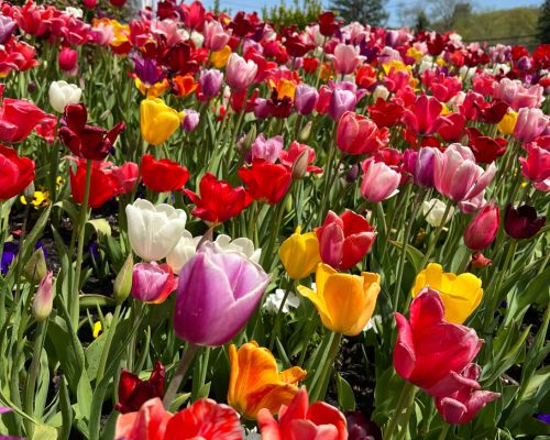 A colorful field of blooming tulips in red, pink, yellow, orange, purple, and white stretches under a clear blue sky—reflecting the vibrant diversity and unity that defines Our Firm. From Lawrence Law Firm New Jersey Family Lawyer.