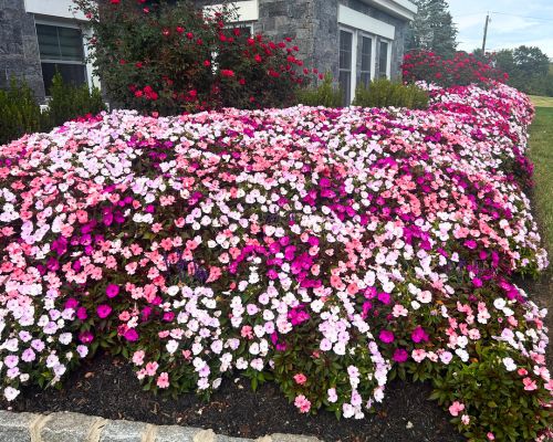 A densely planted flower bed with pink, white, and magenta impatiens in front of a stone building, showcasing the welcoming atmosphere of Our Firm, with vibrant red rose bushes blooming in the background. From Lawrence Law Firm New Jersey Family Lawyer.